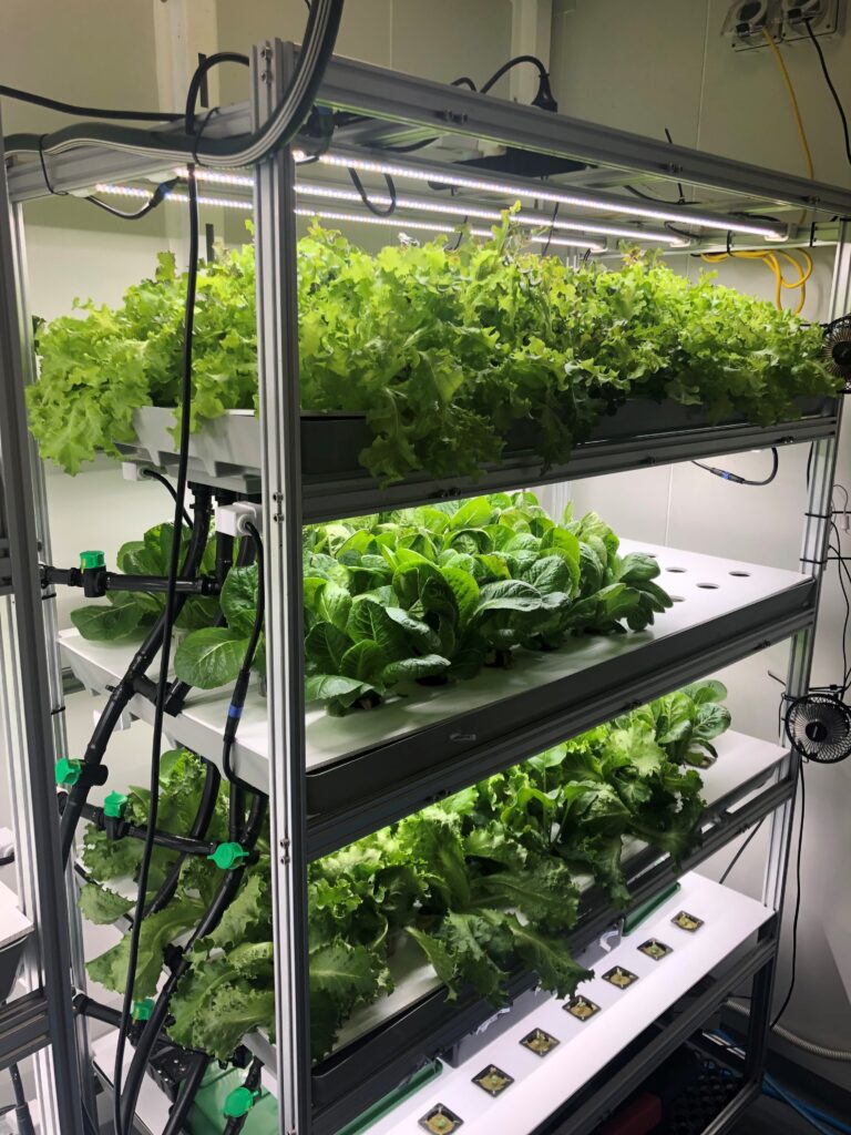 High density farming shelves with growing herbs.