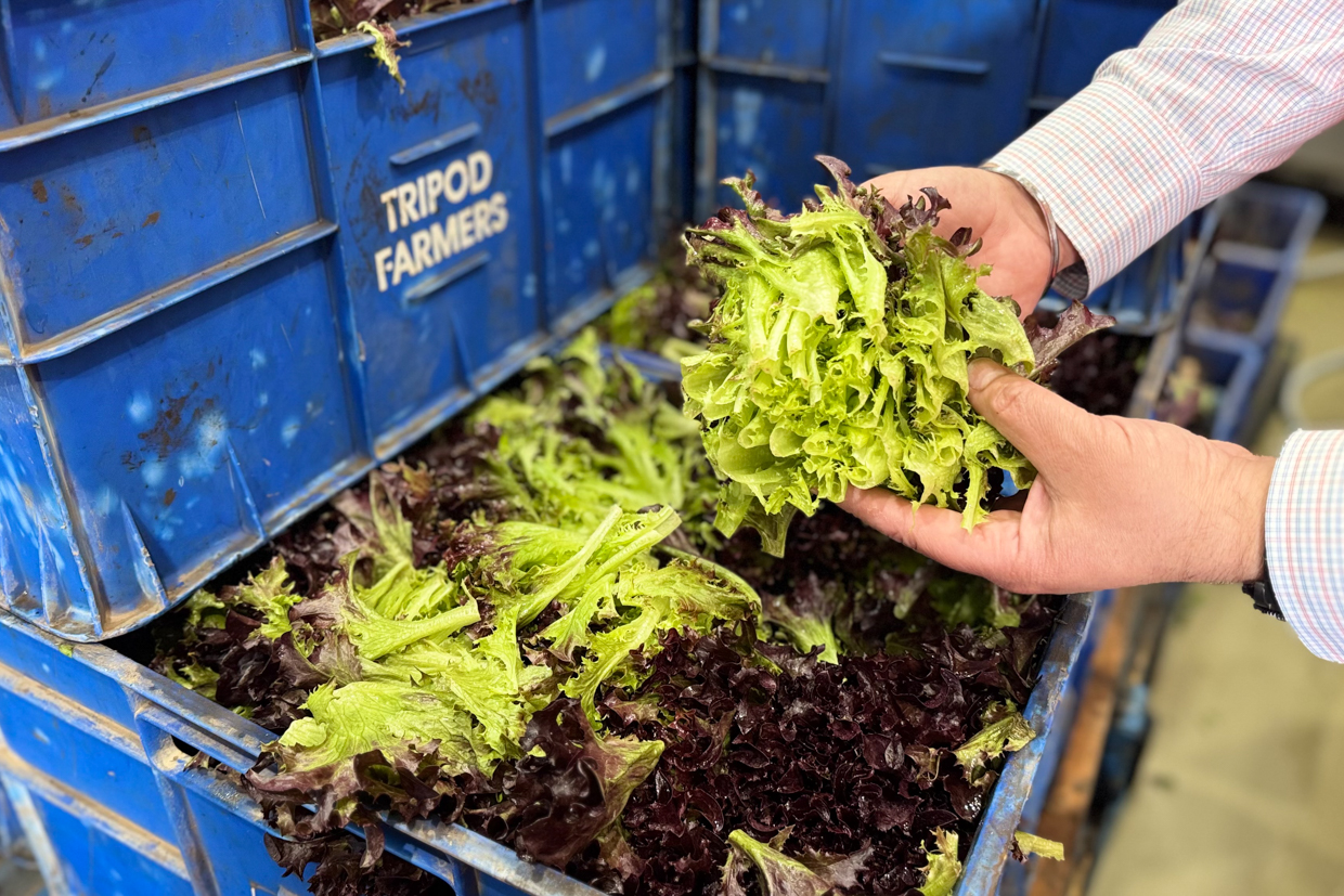 Fresh lettuce being delivered from a supplier