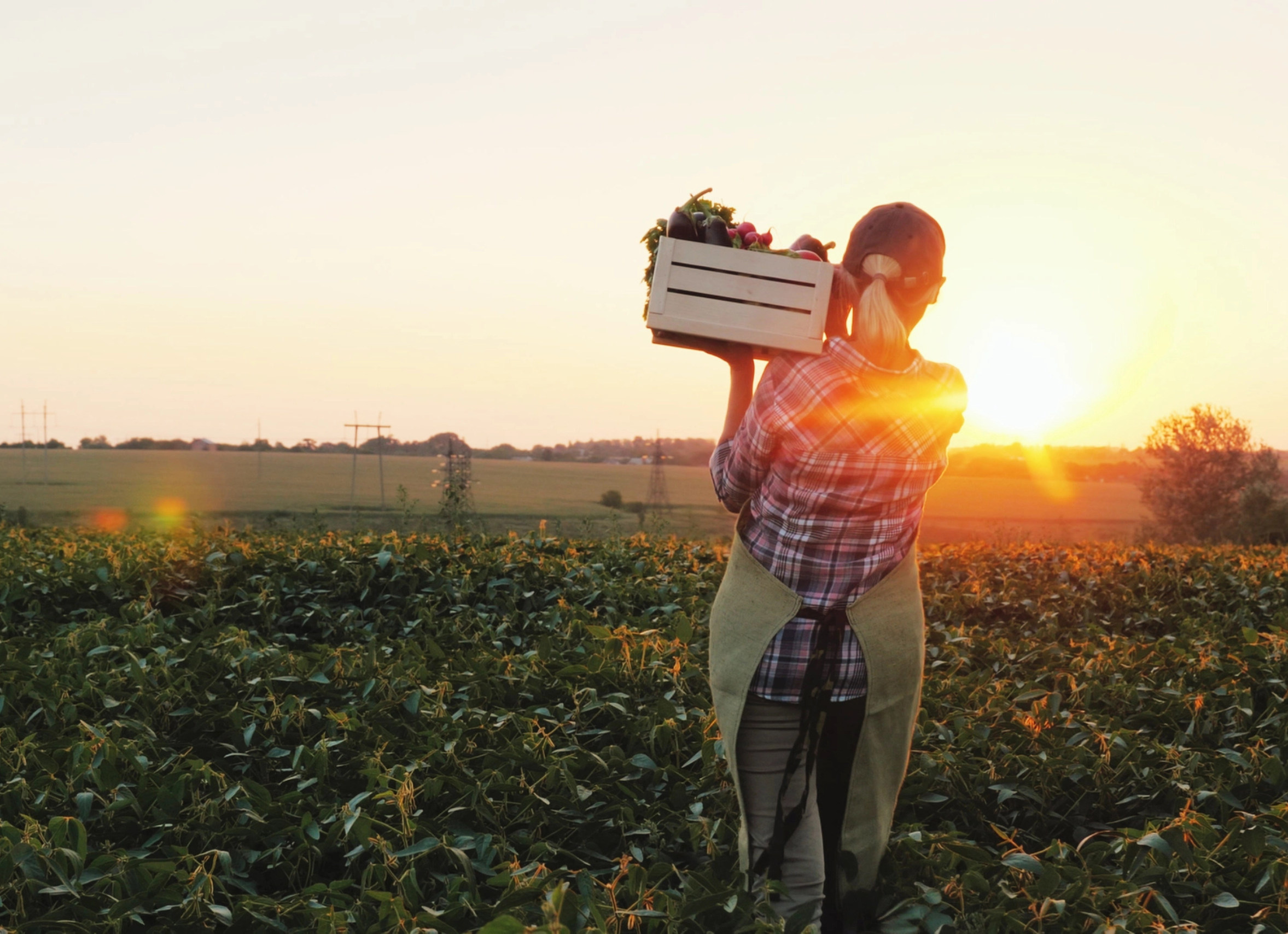 Person harvesting vegetables from field
